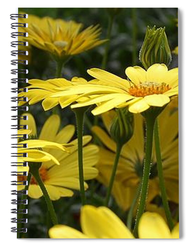 Flora Spiral Notebook featuring the photograph Yellow Splendor by Bruce Bley