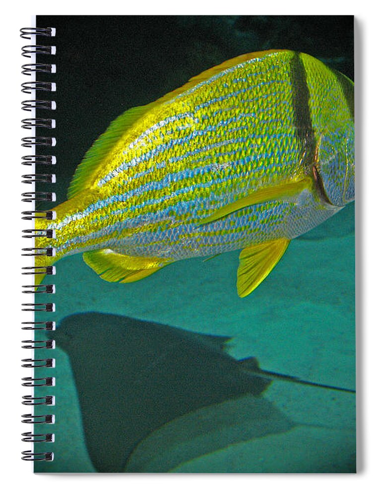 Yellow_fish Spiral Notebook featuring the photograph Yellow Striped Fish by Connie Fox