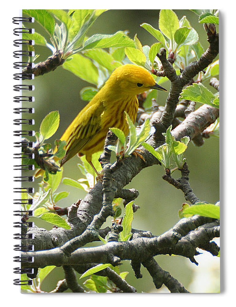 Wildlife Spiral Notebook featuring the photograph Yellow Warbler in Pear Tree by William Selander