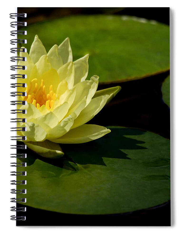 Flowers & Plants Spiral Notebook featuring the photograph Yellow Water Lily Sitting Pretty by Sabrina L Ryan