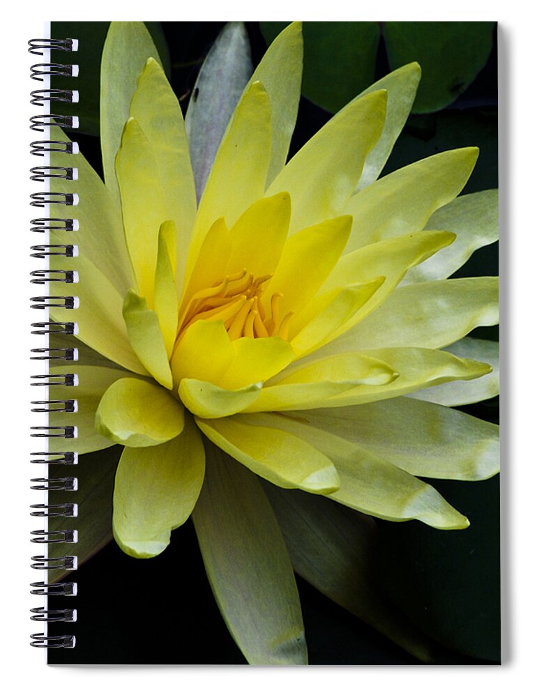 Float Spiral Notebook featuring the photograph Yellow Waterlily by Christi Kraft