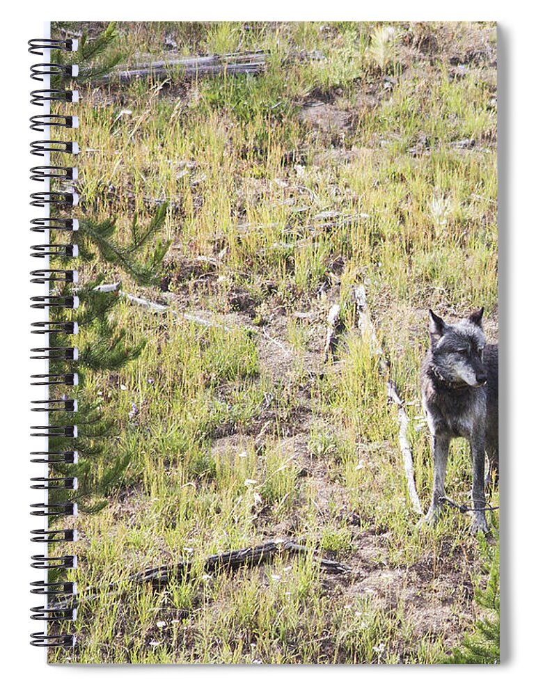 Wolf Spiral Notebook featuring the photograph Yellowstone Wolf by Belinda Greb