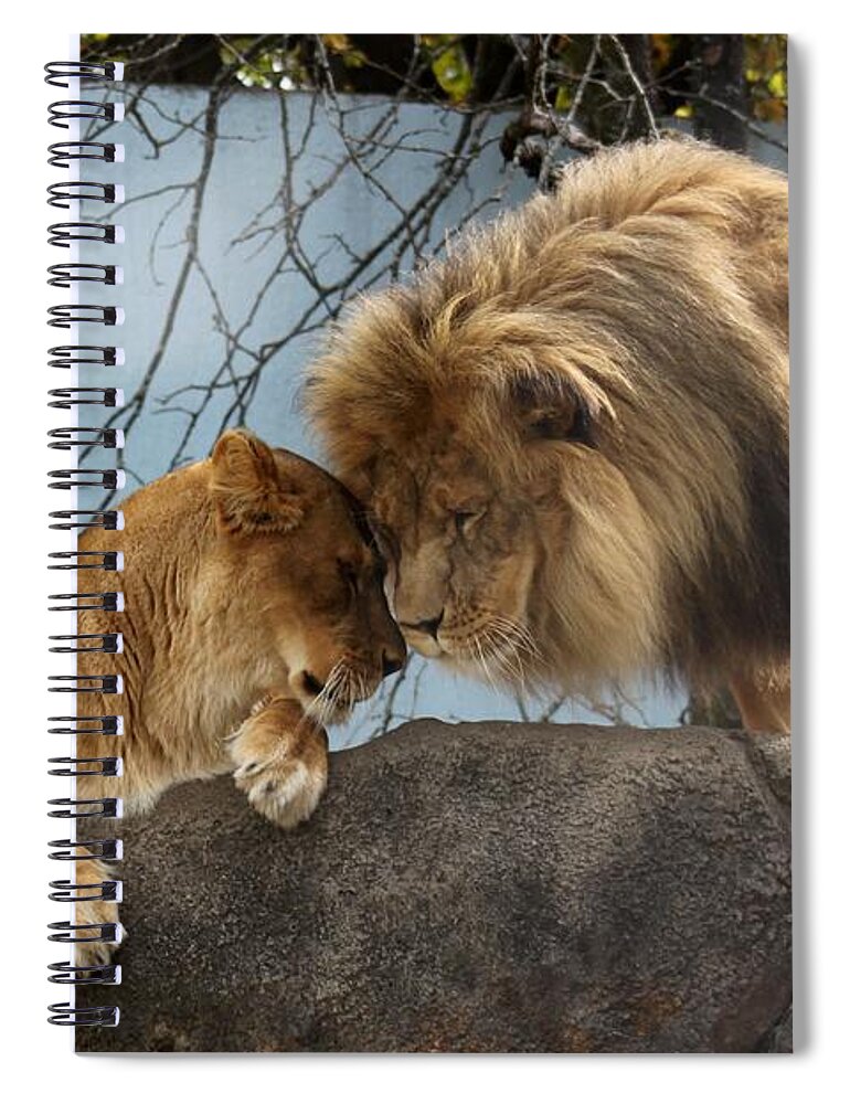 Big Cats Spiral Notebook featuring the photograph You Are My Love by Ramabhadran Thirupattur