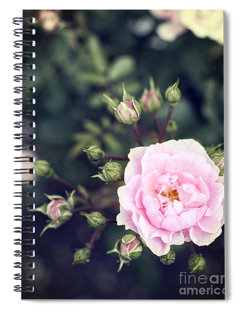 Photography Spiral Notebook featuring the photograph You had me at hello - pink rose photo by Ivy Ho