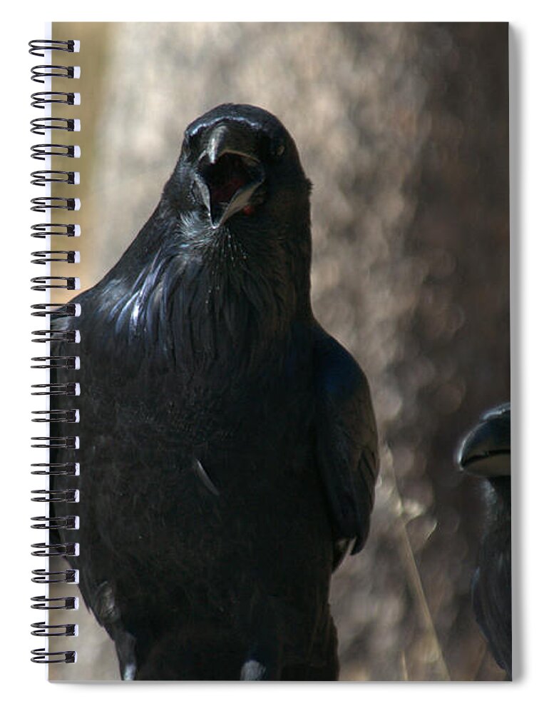 Raven Spiral Notebook featuring the photograph You said it friend by Frank Madia
