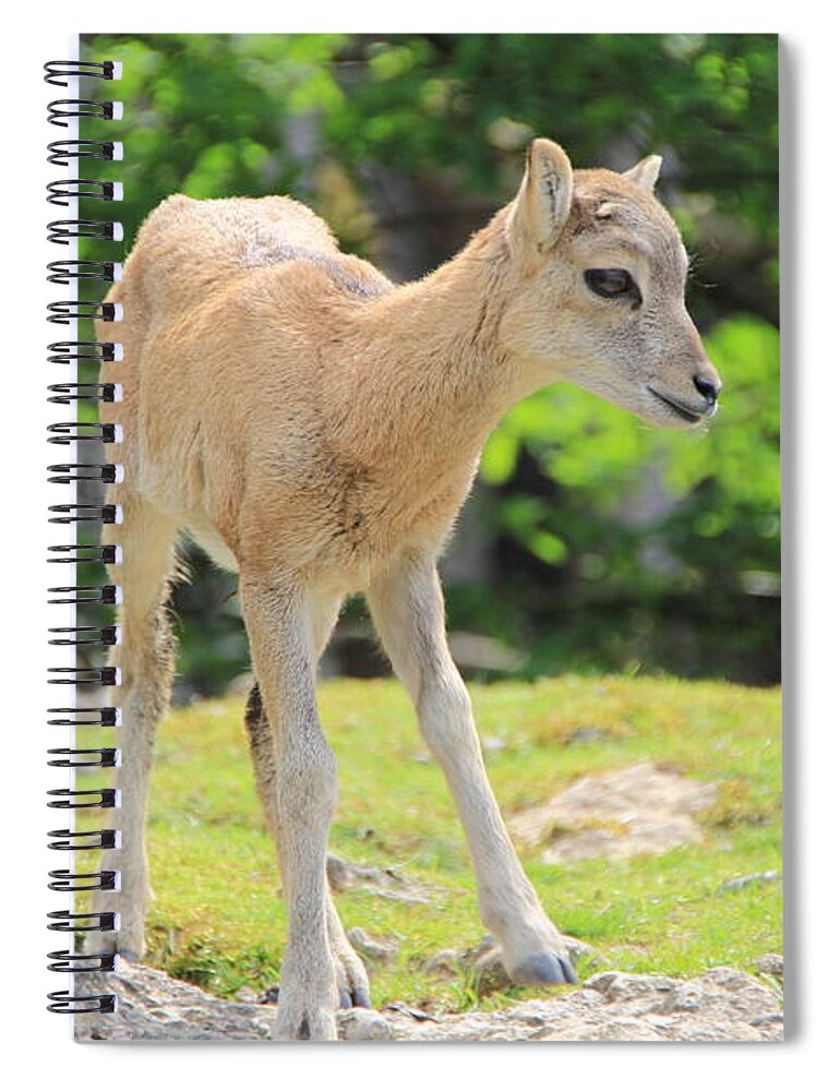 Animal Spiral Notebook featuring the photograph Young Goat by Amanda Mohler