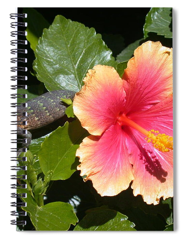 Iguana Spiral Notebook featuring the photograph Young Iguana by Shane Bechler