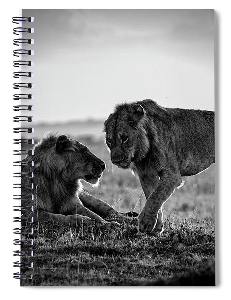 Kenya Spiral Notebook featuring the photograph Young Male African Lions Greeting by Mike Hill