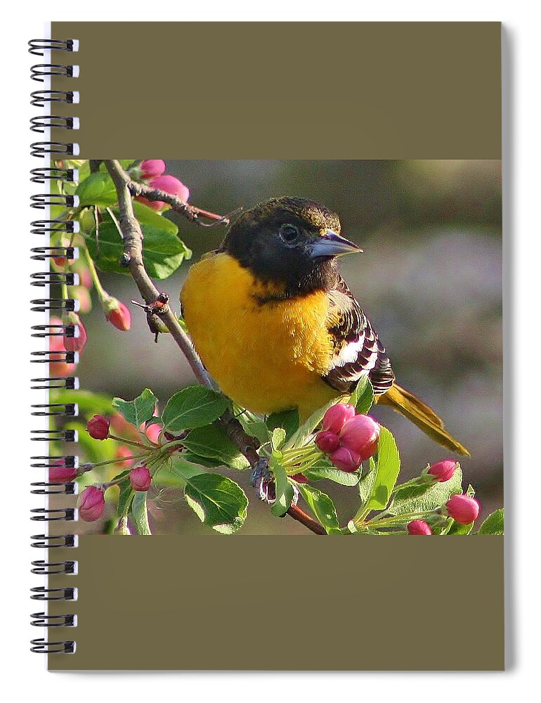 Oriole Spiral Notebook featuring the photograph Young Male Oriole by Bruce Bley