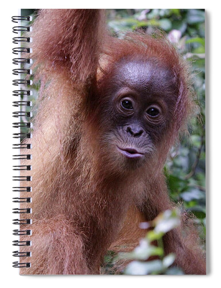 Orangutan Spiral Notebook featuring the photograph Young Orangutan Kiss by Shoal Hollingsworth