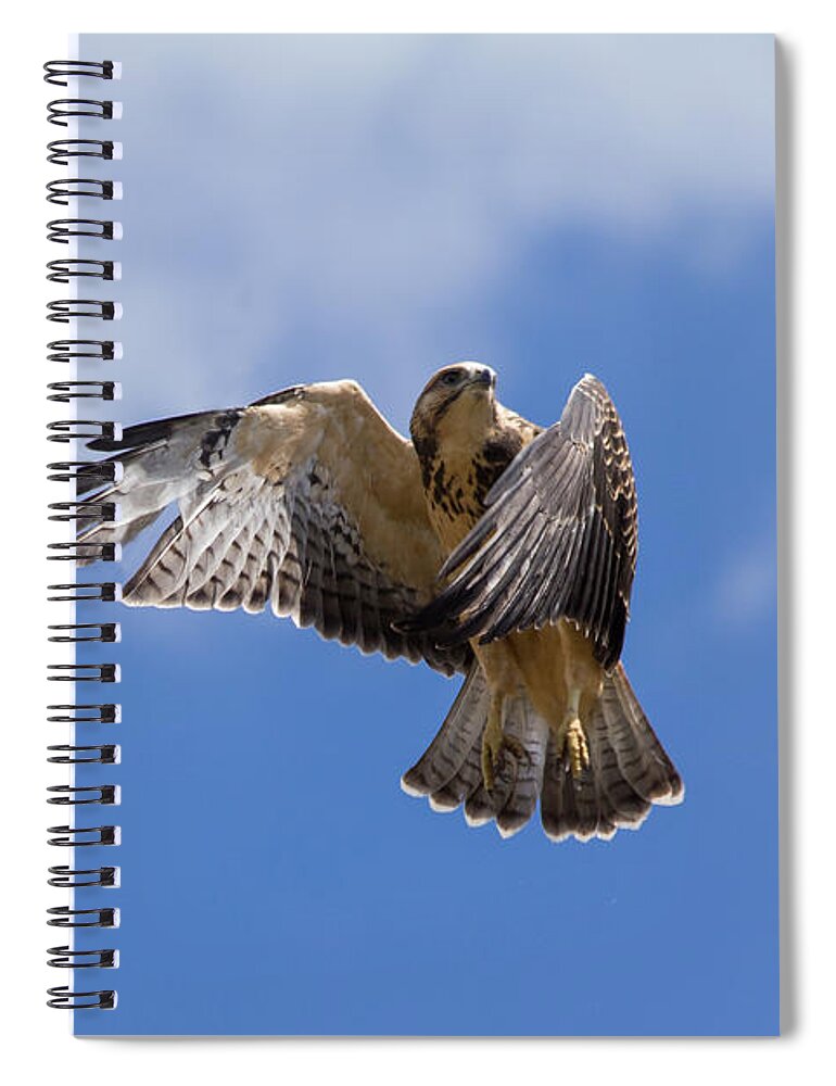 Hawk Spiral Notebook featuring the photograph Young Swainson's Hawk Takes Flight by Tony Hake