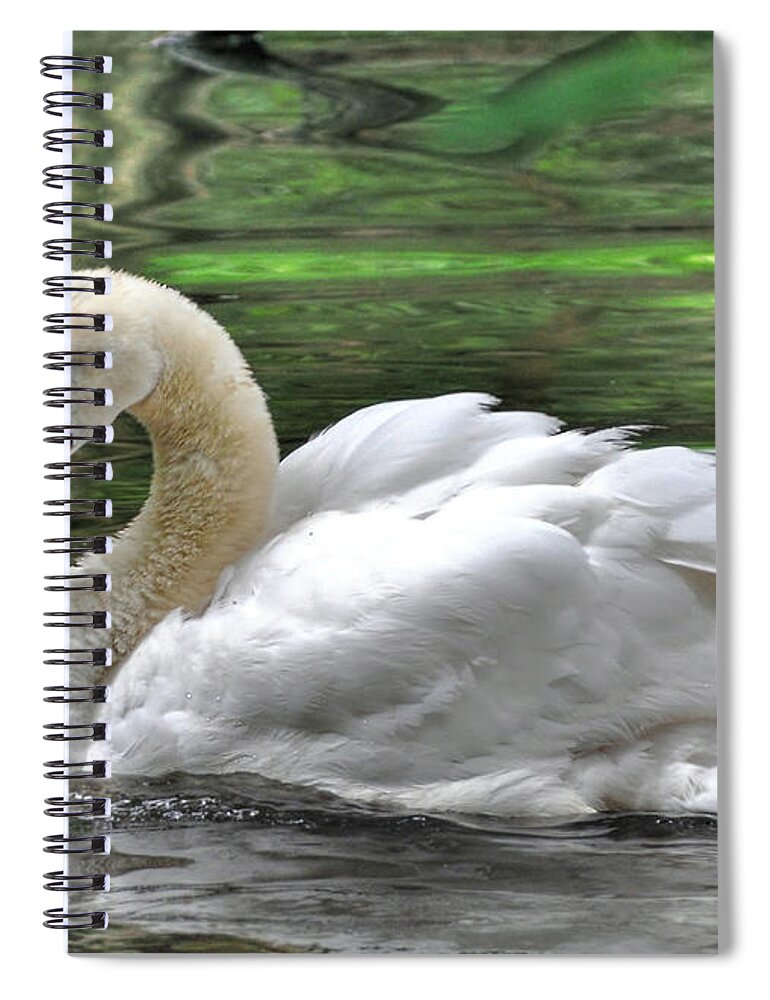 Birds Spiral Notebook featuring the photograph Young Swan by Kathy Baccari