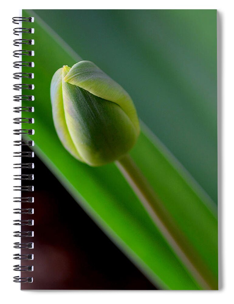 Tulip Spiral Notebook featuring the photograph Young Tulip by Lisa Phillips