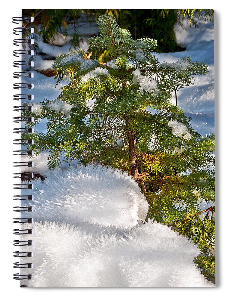 Young Winter Pine Spiral Notebook featuring the photograph Young Winter Pine by Tikvah's Hope