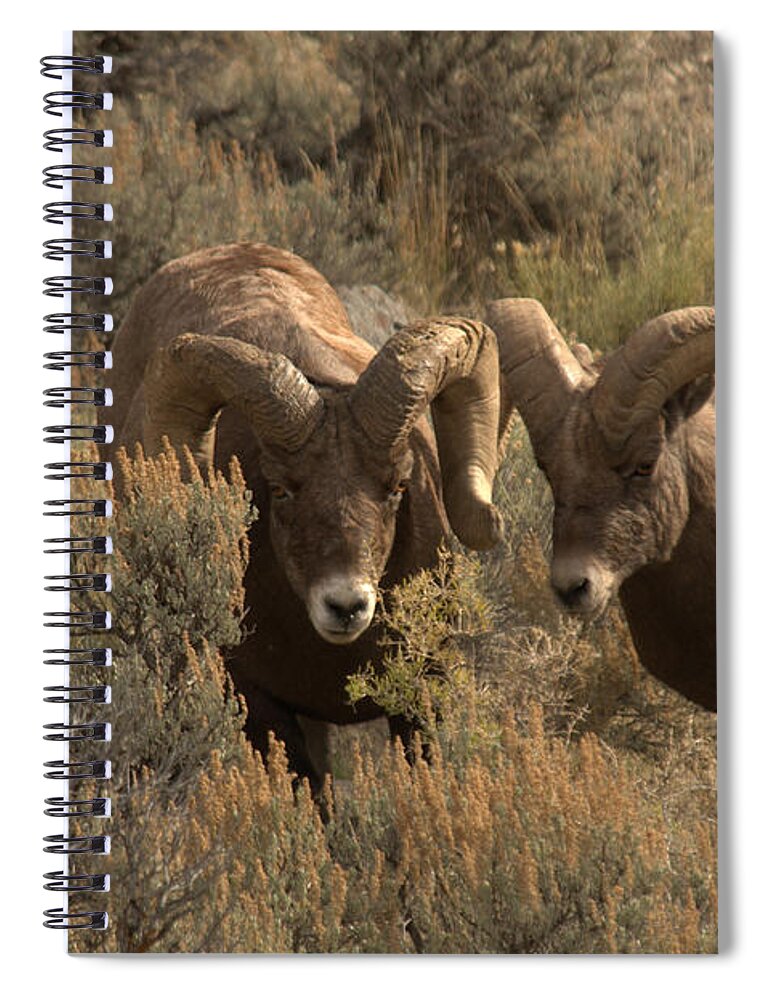Sheep Spiral Notebook featuring the photograph You are in my way by Frank Madia