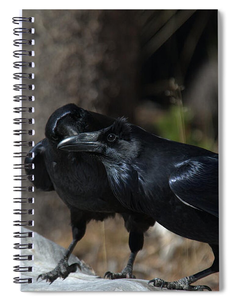 Raven Spiral Notebook featuring the photograph You've got something on your beak by Frank Madia