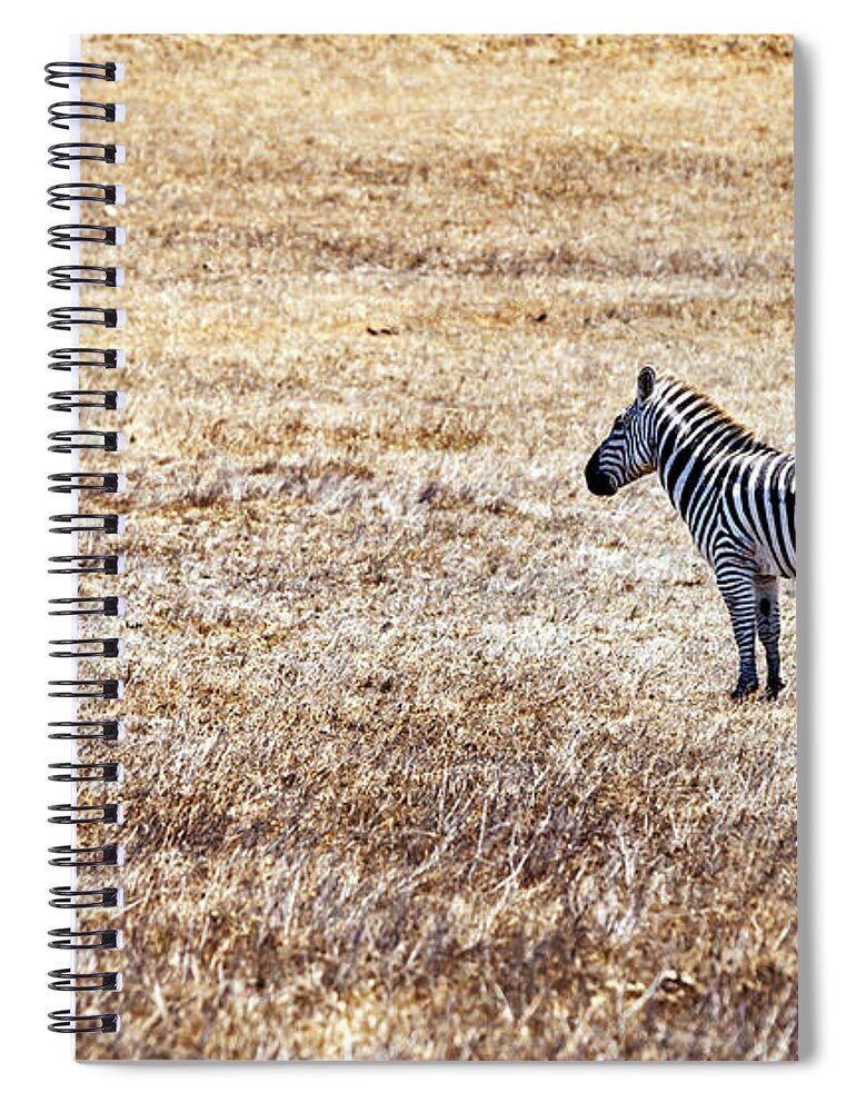 Zebra Spiral Notebook featuring the photograph Zebra-Alone in a Field by David Millenheft