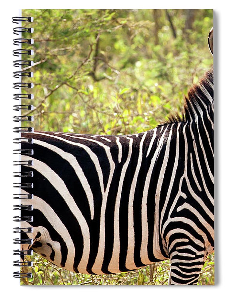 Scenics Spiral Notebook featuring the photograph Zebra At Lake Mburo National Park by 1001slide