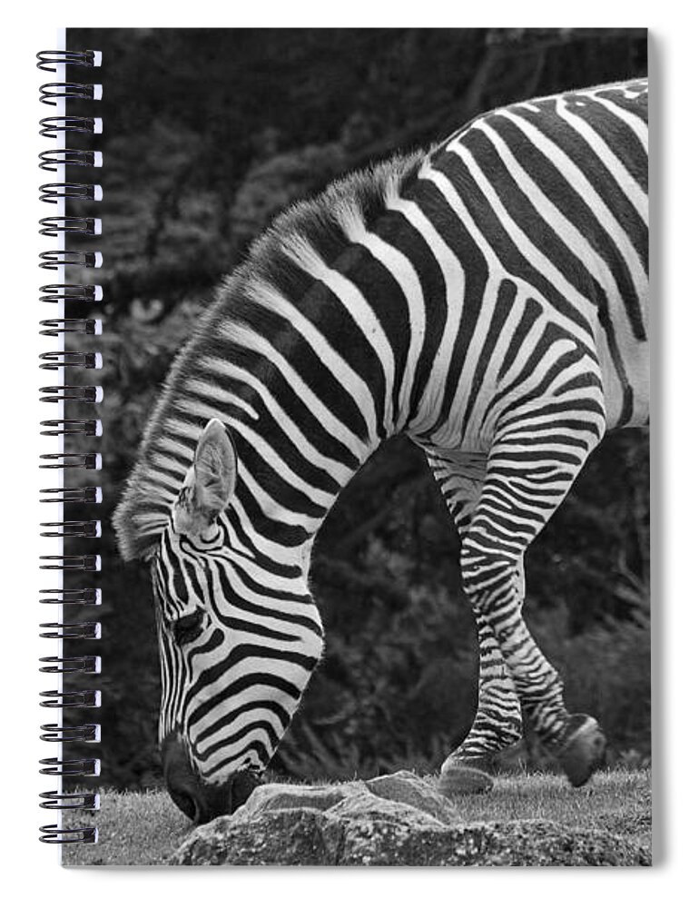 Kate Brown Spiral Notebook featuring the photograph Zebra in Black and White by Kate Brown