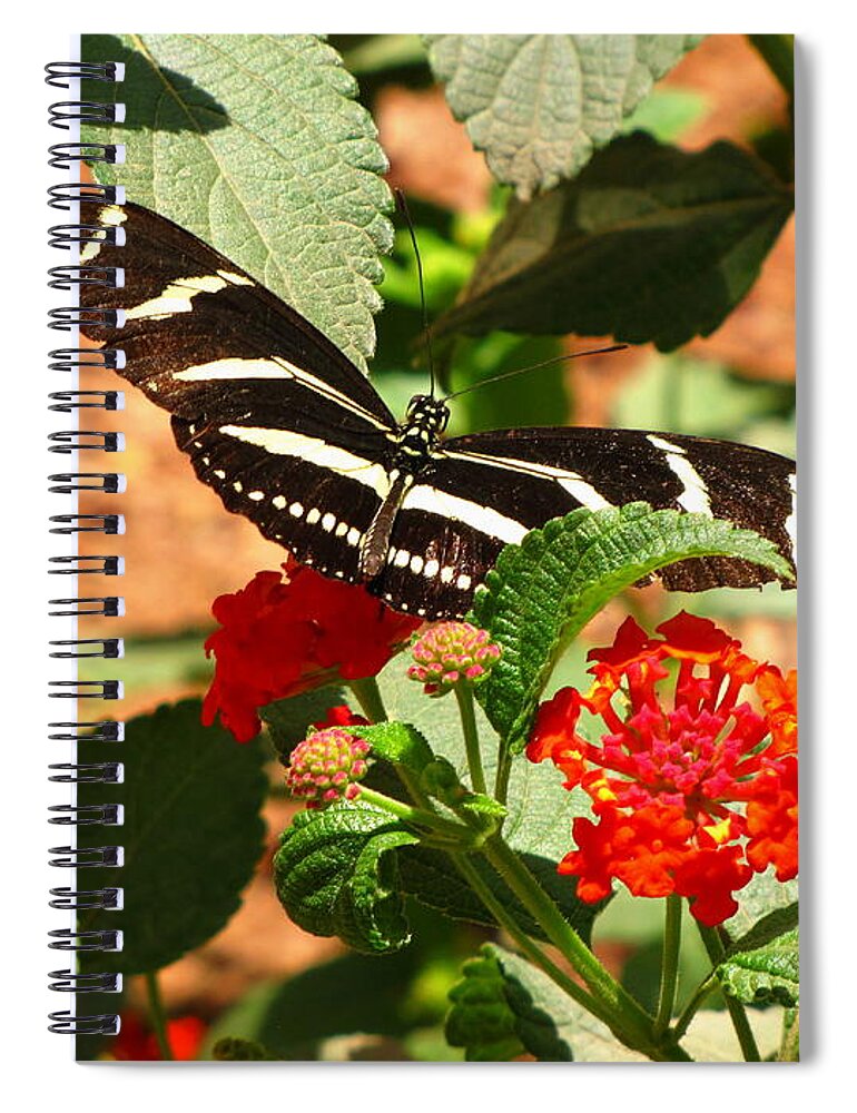 Butterfly Spiral Notebook featuring the photograph Zebra Longwing Butterfly by Marilyn Smith