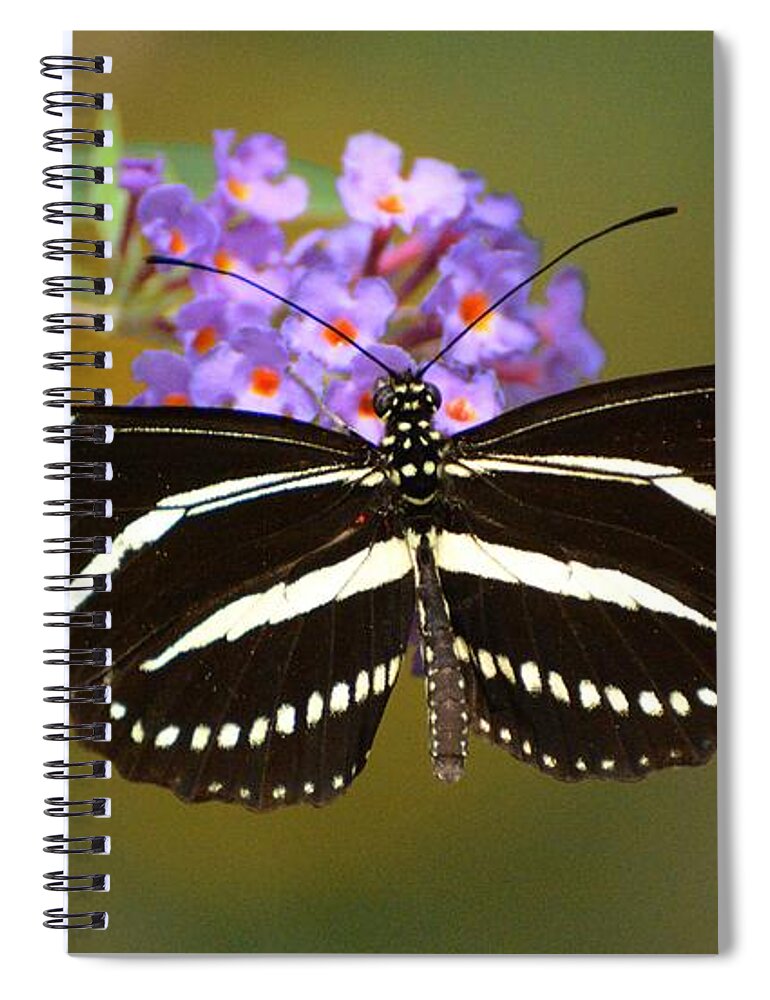 Butterfly Spiral Notebook featuring the photograph Zebra Longwing by Cindy Manero