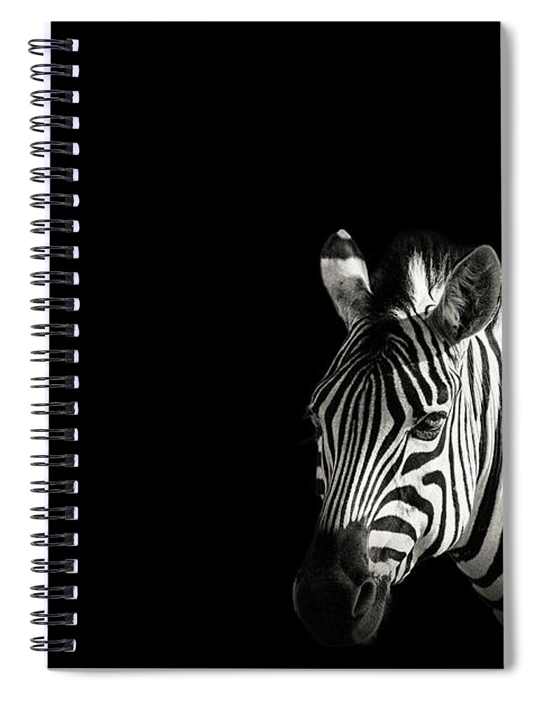 Black Color Spiral Notebook featuring the photograph Zebra Portrait In Black Background by George Pachantouris