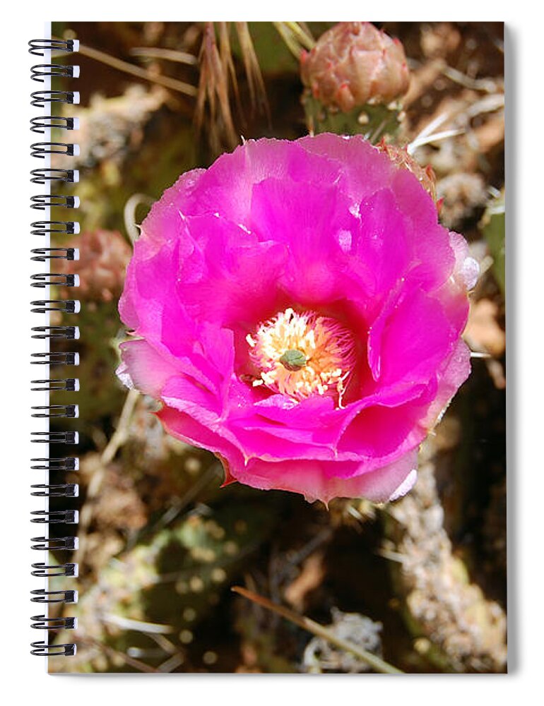 Zion National Park Spiral Notebook featuring the photograph Zion Pink Cactus Flower by Debra Thompson