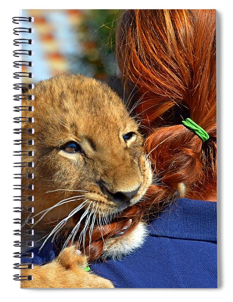 Zootography Spiral Notebook featuring the photograph Zootography3 Zion the Lion Cub likes Redheads by Jeff at JSJ Photography