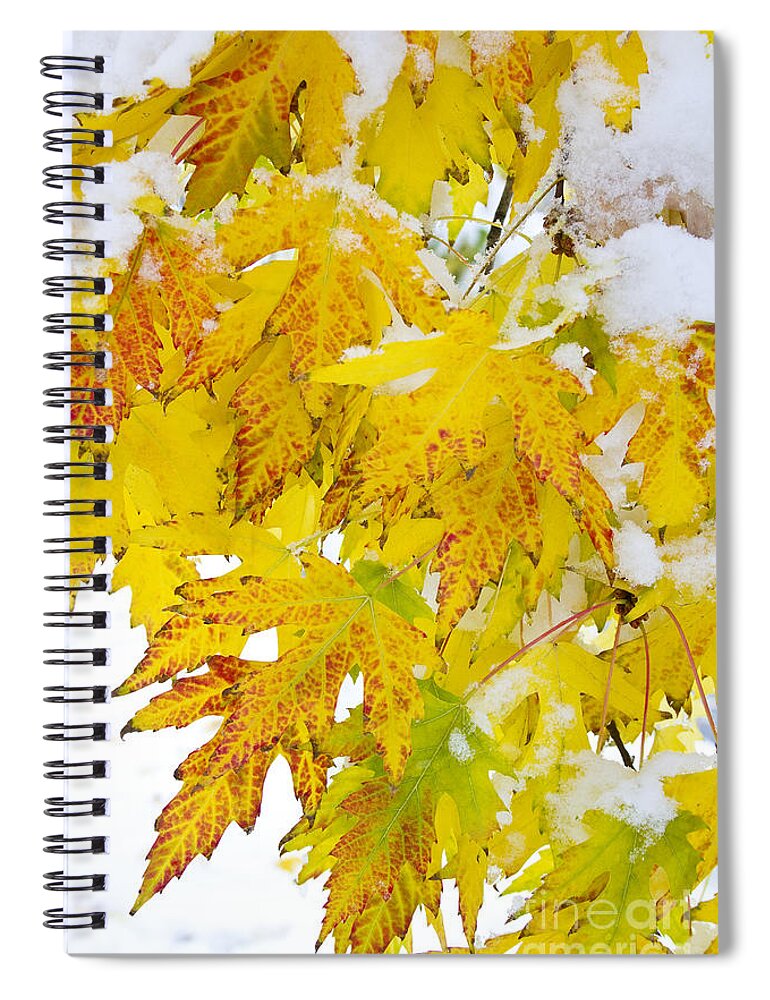 Snow Spiral Notebook featuring the photograph Autumn Snow Portrait by James BO Insogna