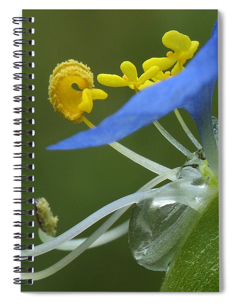 Slender Dayflower Spiral Notebook featuring the photograph Close View Of Slender Dayflower Flower With Dew by Daniel Reed