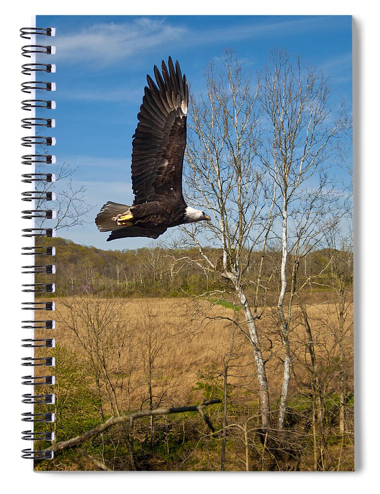 Eagle Nest Environment Spiral Notebook featuring the photograph Eagle circleing her nest by Randall Branham