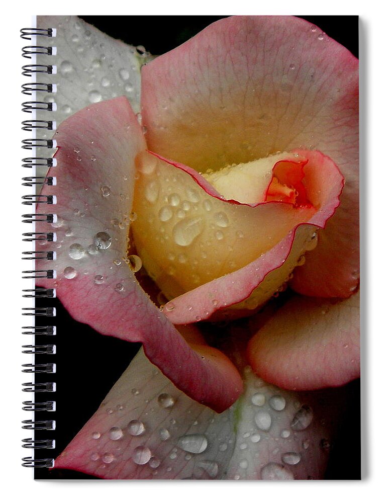 Rose Spiral Notebook featuring the photograph Absolute Beauty by Kim Galluzzo Wozniak
