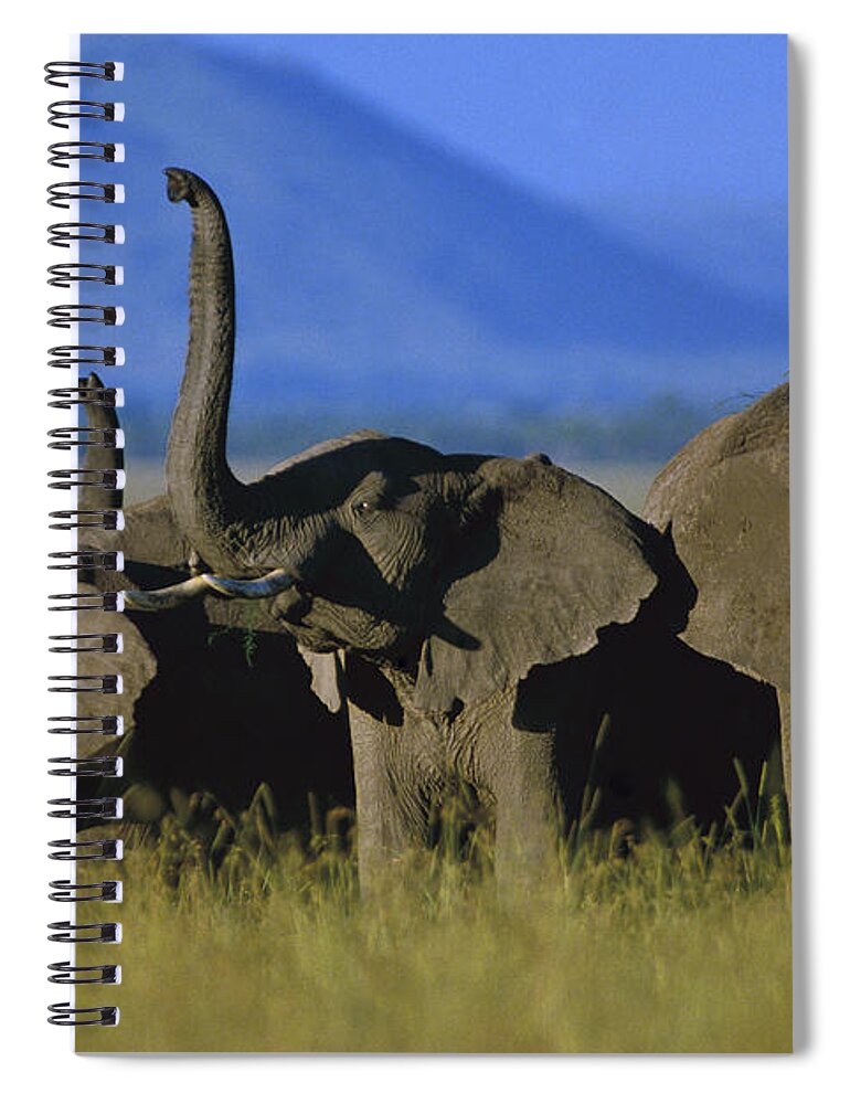 Mp Spiral Notebook featuring the photograph African Elephant Loxodonta Africana #1 by Tim Fitzharris