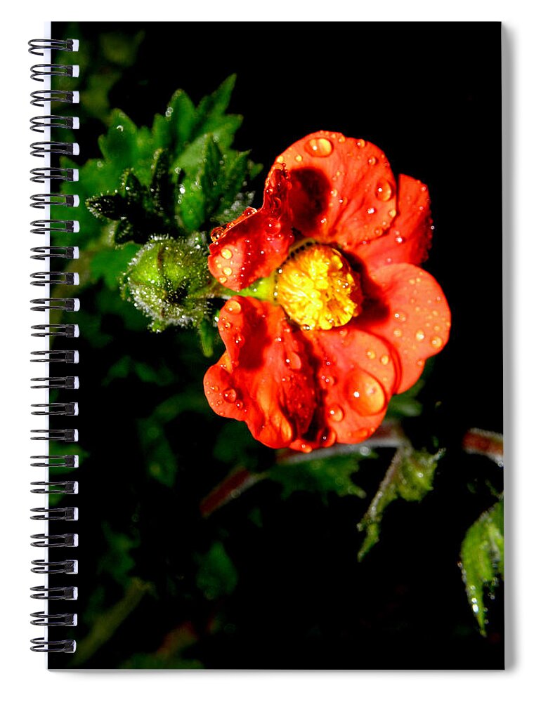 Flower Photography Spiral Notebook featuring the photograph After The Rain #1 by Kim Galluzzo