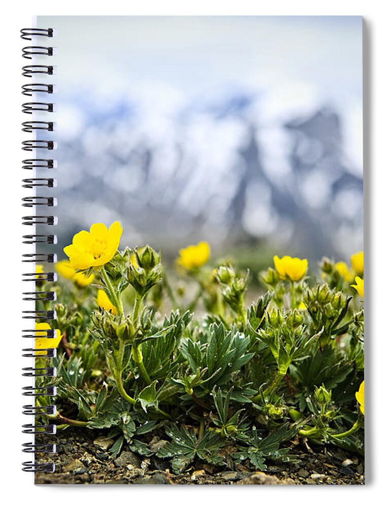 Alpine Spiral Notebook featuring the photograph Alpine meadow in Jasper National Park 4 by Elena Elisseeva