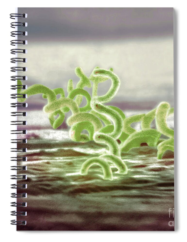 Bacteria Spiral Notebook featuring the photograph Bacteria, Treponema Pallidum, Sem #1 by Science Source
