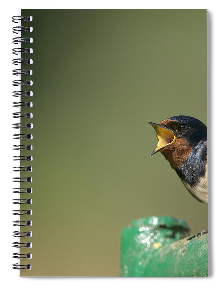 Mp Spiral Notebook featuring the photograph Barn Swallow Hirundo Rustica Fledgling #1 by Cyril Ruoso