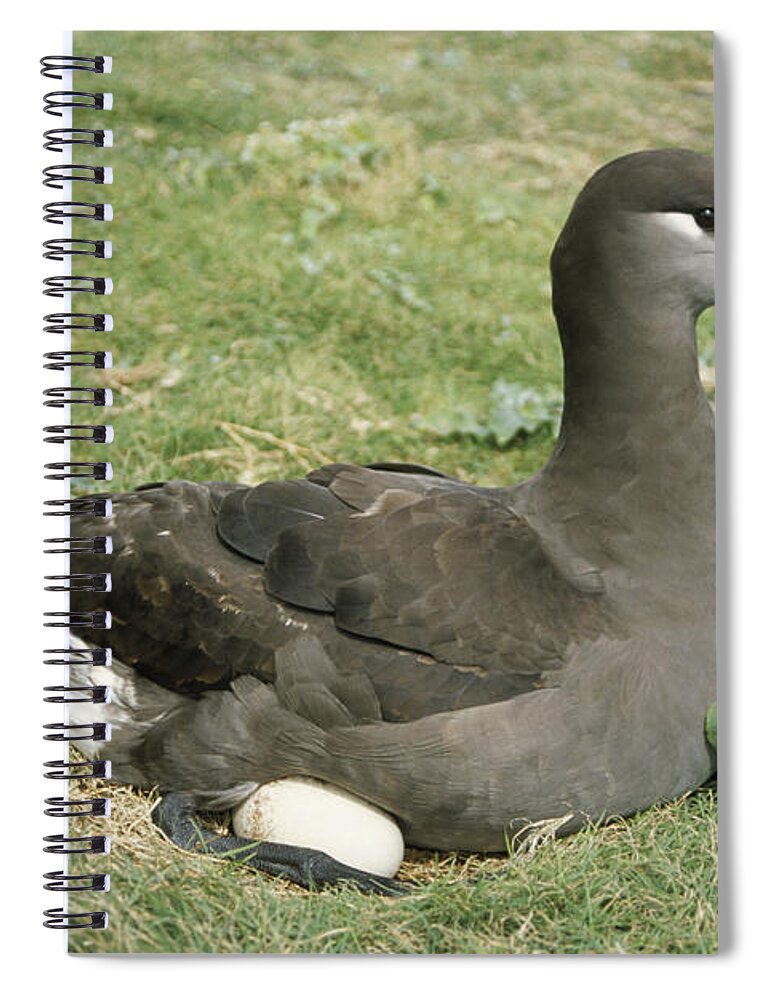 00141333 Spiral Notebook featuring the photograph Black-footed Albatross Phoebastria #4 by Tui De Roy