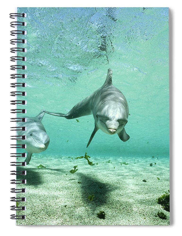 00082396 Spiral Notebook featuring the photograph Bottlenose Dolphin Pair Hawaii #1 by Flip Nicklin