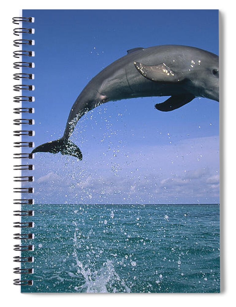 Mp Spiral Notebook featuring the photograph Bottlenose Dolphin Tursiops Truncatus #1 by Konrad Wothe
