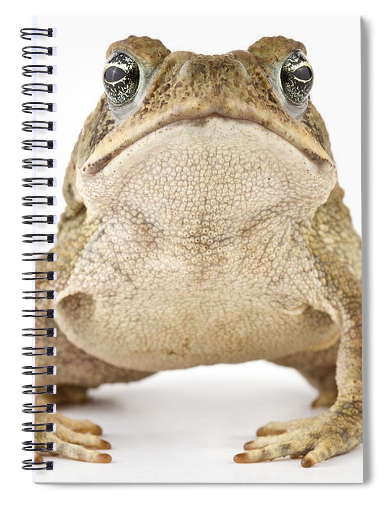 00478906 Spiral Notebook featuring the photograph Cane Toad La Selva Costa Rica #1 by Piotr Naskrecki