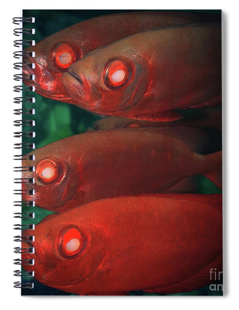 Cardinalfishes Spiral Notebook featuring the photograph Cardinalfishes #1 by MotHaiBaPhoto Prints