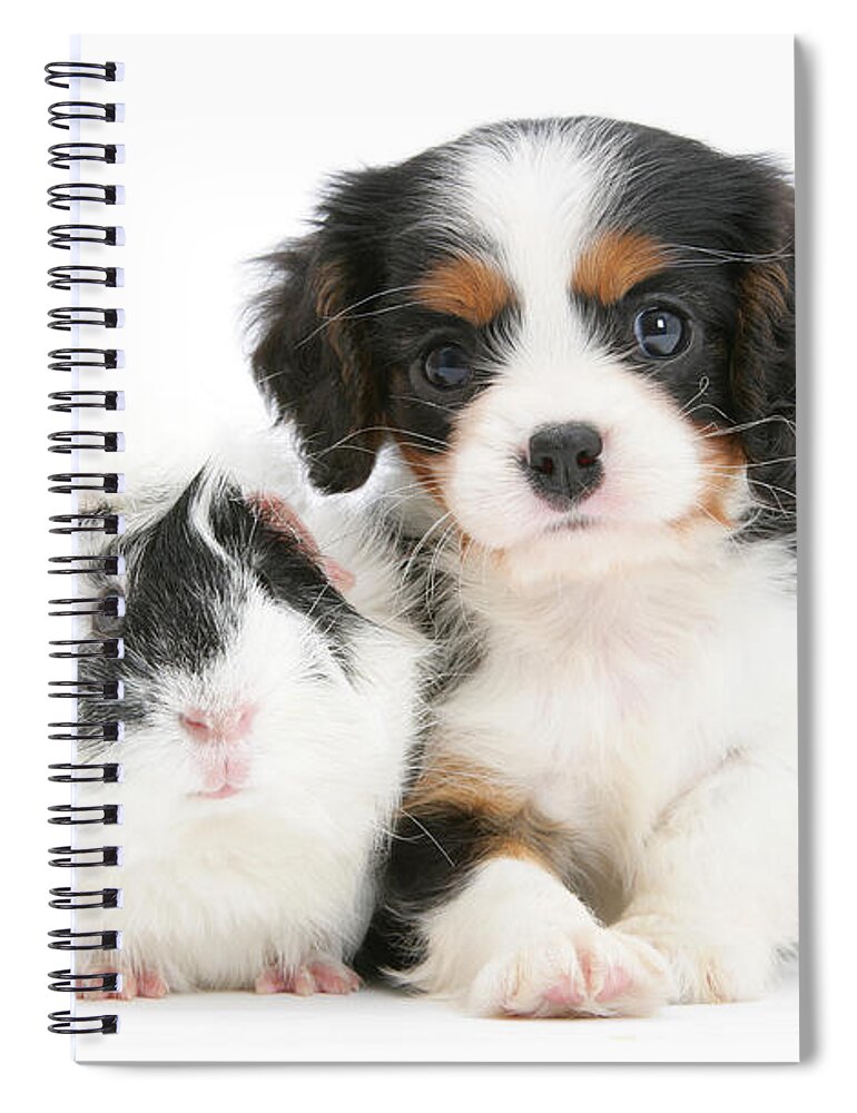 Nature Spiral Notebook featuring the photograph Cavalier King Charles Spaniel Pup #1 by Mark Taylor