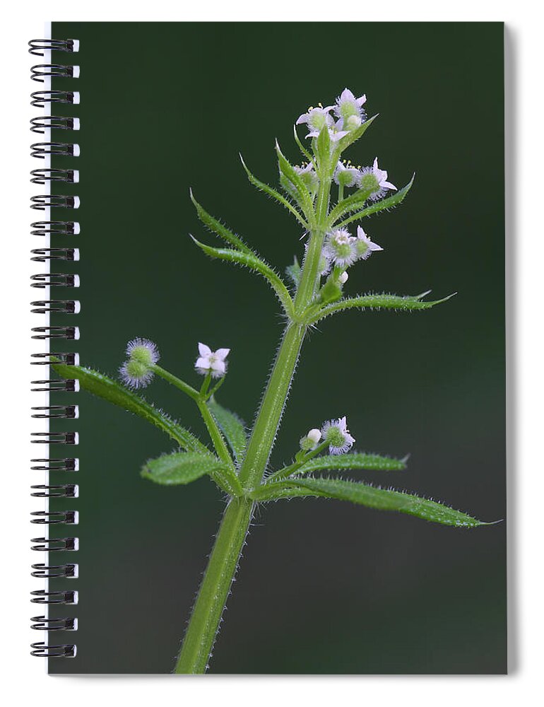 Cleavers Spiral Notebook featuring the photograph Cleavers by Daniel Reed