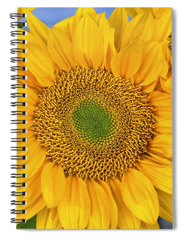 00176772 Spiral Notebook featuring the photograph Common Sunflower Group Showing #1 by Tim Fitzharris