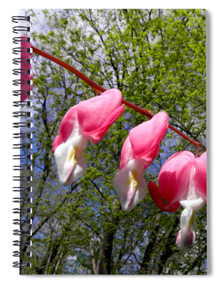 Pink Spiral Notebook featuring the photograph Dancing Hearts #1 by Kim Galluzzo