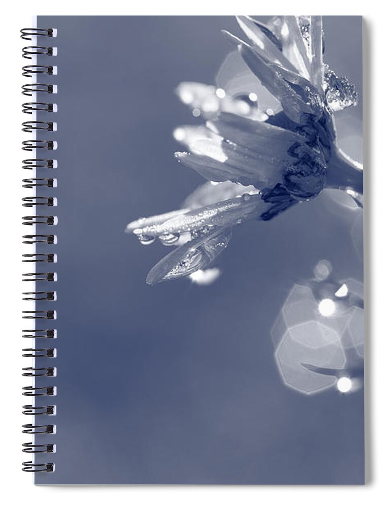 White Spiral Notebook featuring the photograph Dewy daisy #1 by Ulrich Kunst And Bettina Scheidulin