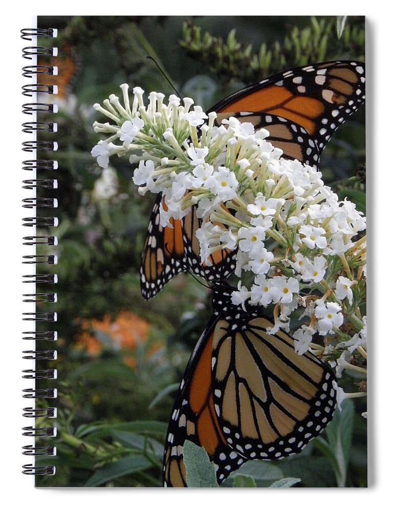 Monarch Spiral Notebook featuring the photograph Double Beauty by Kim Galluzzo Wozniak