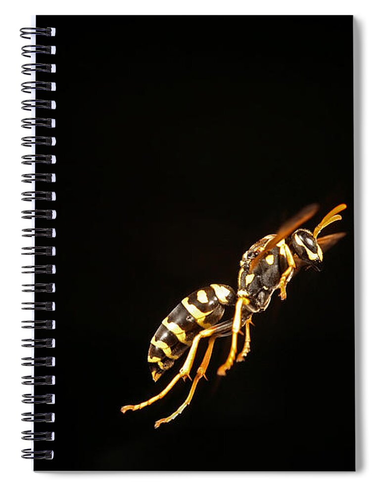 Eastern Yellow Jacket Spiral Notebook featuring the photograph Eastern Yellow Jacket Wasp In Flight #1 by Ted Kinsman