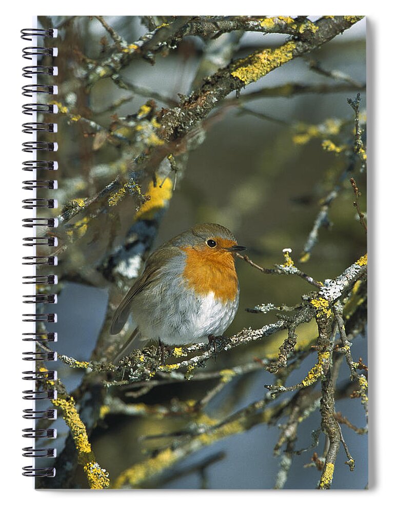 Mp Spiral Notebook featuring the photograph European Robin Erithacus Rubecula #1 by Konrad Wothe